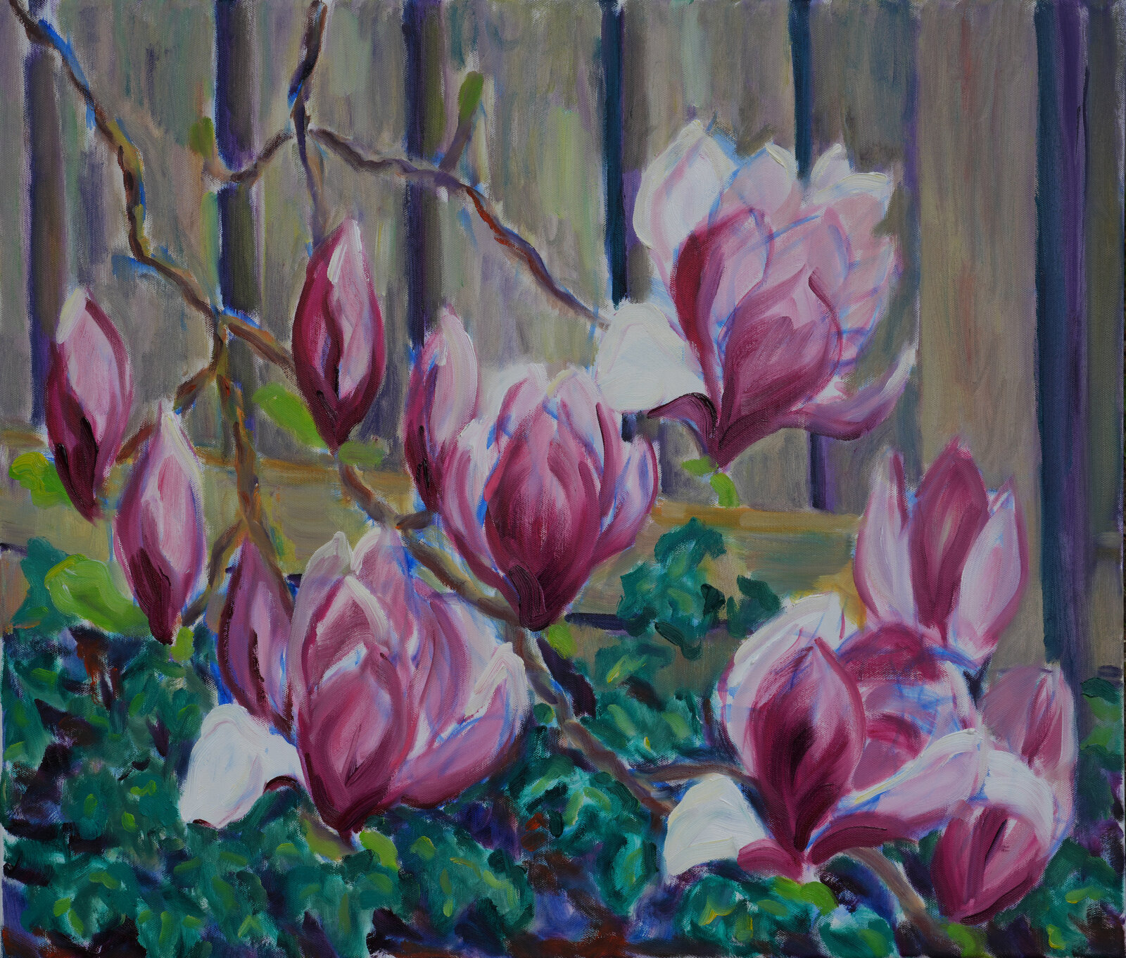 Magnolie