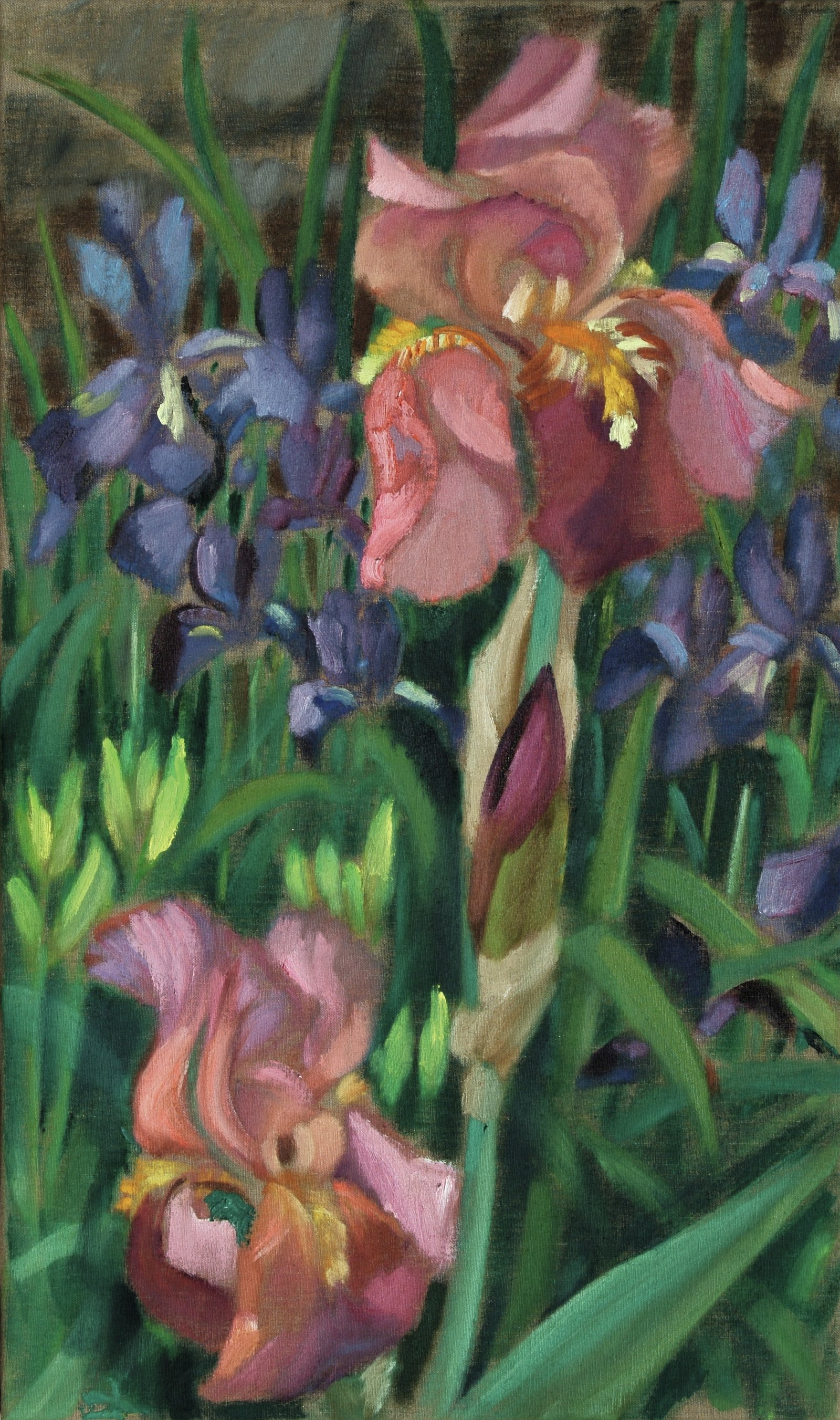 Iris