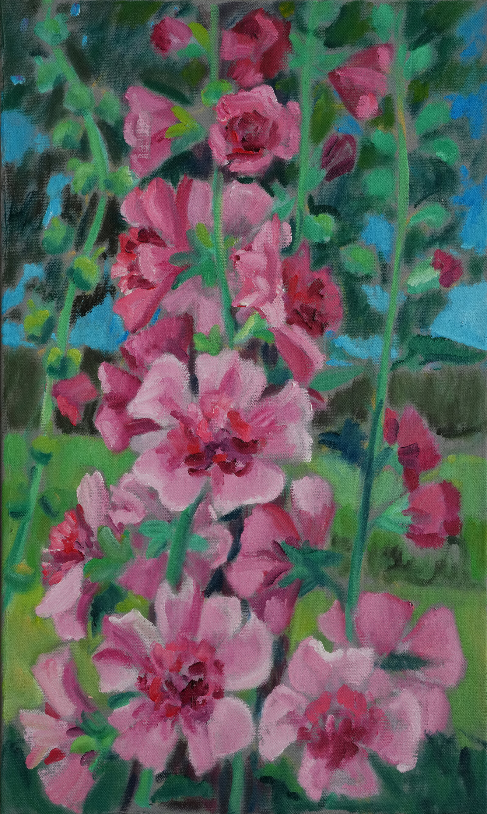 Rosa Malven