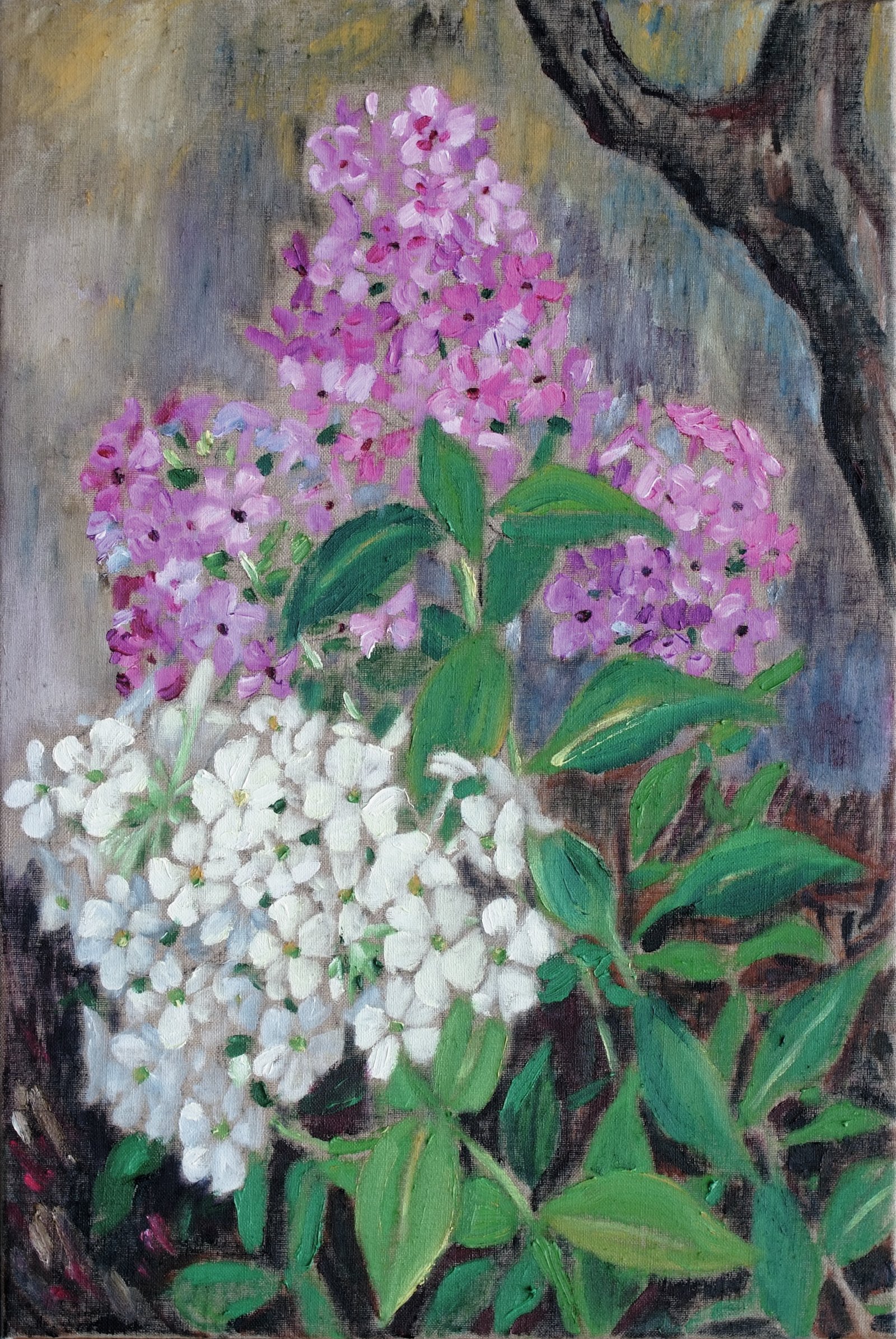 Phlox